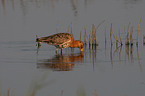 black-tailed godwit