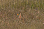 black-tailed godwit