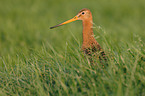 black-tailed godwit