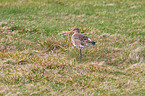 black-tailed godwit