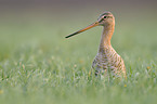 black-tailed godwit