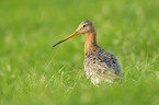 black-tailed godwit