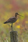 black-tailed godwit