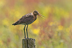 black-tailed godwit