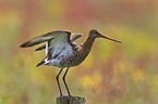 black-tailed godwit