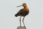 black-tailed godwit