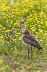 black-tailed godwit