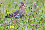 black-tailed godwit