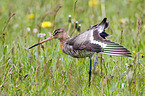 black-tailed godwit