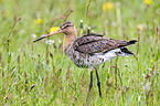 black-tailed godwit