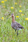 black-tailed godwit