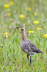 black-tailed godwit