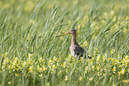 black-tailed godwit