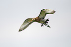 black-tailed godwit