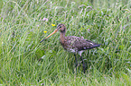 black-tailed godwit