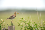 black-tailed godwit