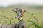 black-tailed godwit