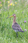 black-tailed godwit