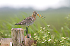 black-tailed godwit