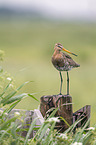 black-tailed godwit