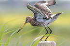 black-tailed godwit