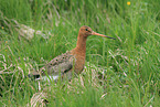 black-tailed godwit