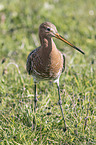 black-tailed godwit