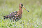 black-tailed godwit