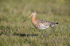 black-tailed godwit