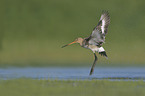 black-tailed godwit