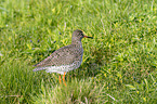 black-tailed godwit