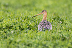 black-tailed godwit