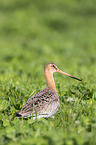 black-tailed godwit