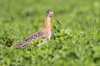 black-tailed godwit