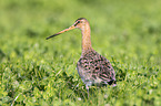 black-tailed godwit