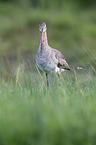 black-tailed godwit