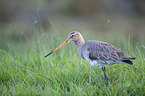 black-tailed godwit