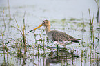 black-tailed godwit