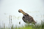 black-tailed godwit