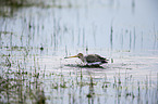 black-tailed godwit