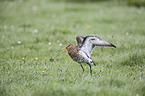 black-tailed godwit