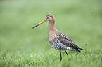 black-tailed godwit