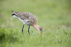 black-tailed godwit