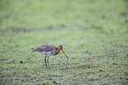 black-tailed godwit