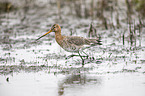 black-tailed godwit