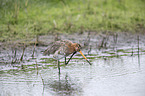 black-tailed godwit