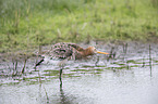 black-tailed godwit