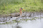 black-tailed godwit