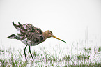 black-tailed godwit