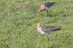 black-tailed godwits